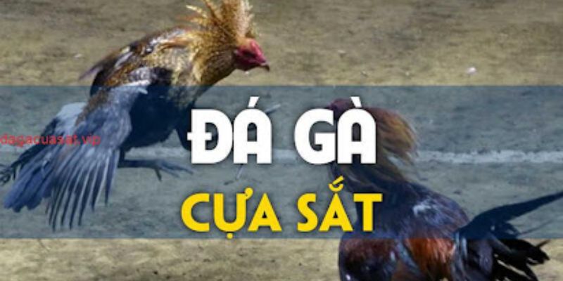 Đá gà cựa sắt